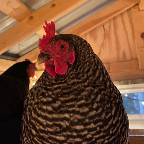 🐤Welcome to Simply Chick! 🐤 - Picture 4 of 9